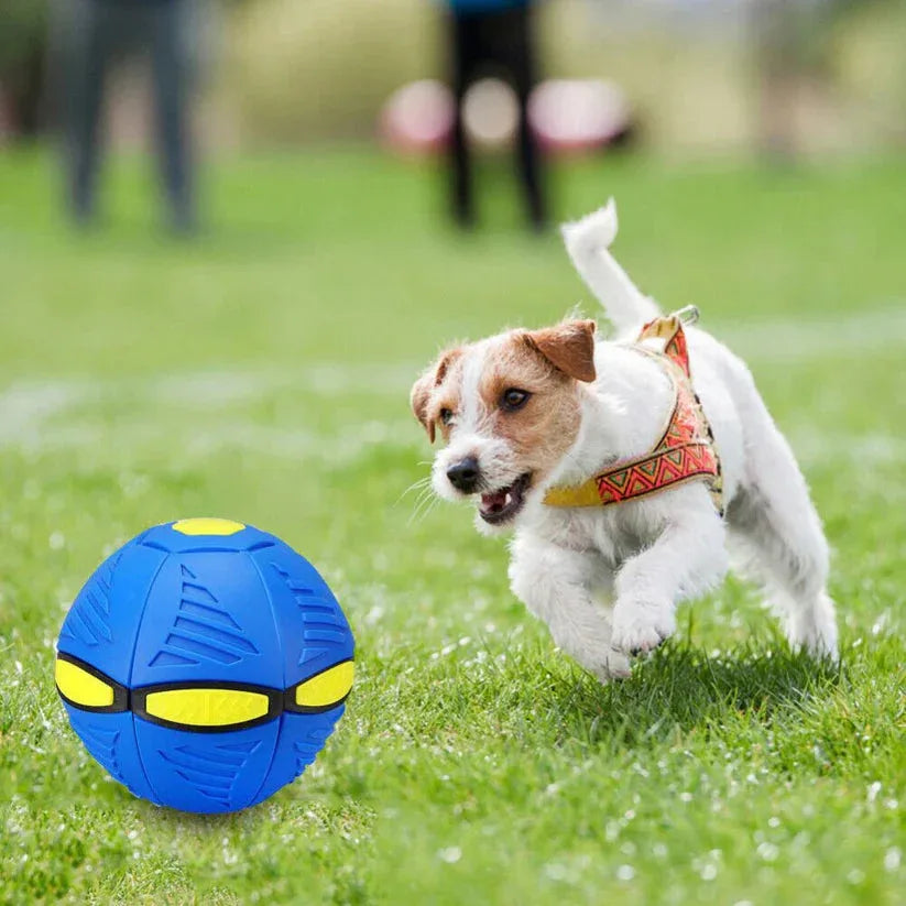 Dog playing with a blue ball on a grassy field

