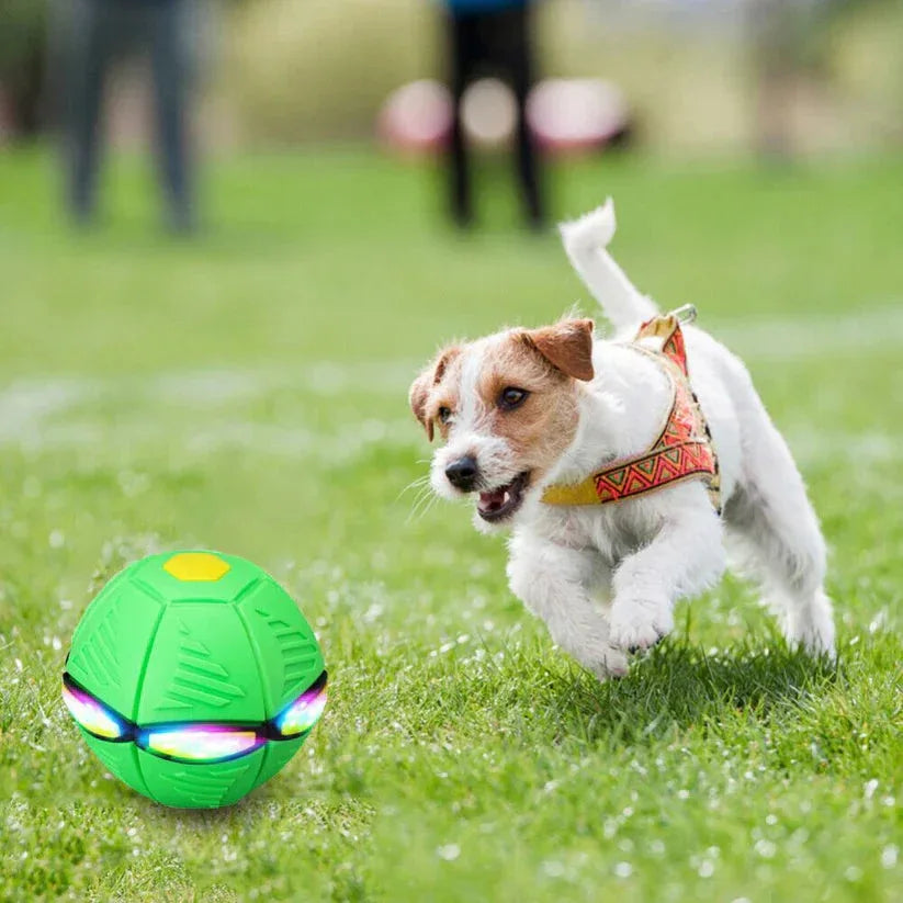 Dog playing with a green ball on grass

