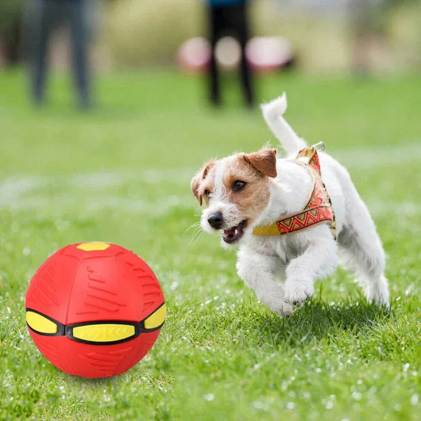 Dog playing with a red ball on grass

