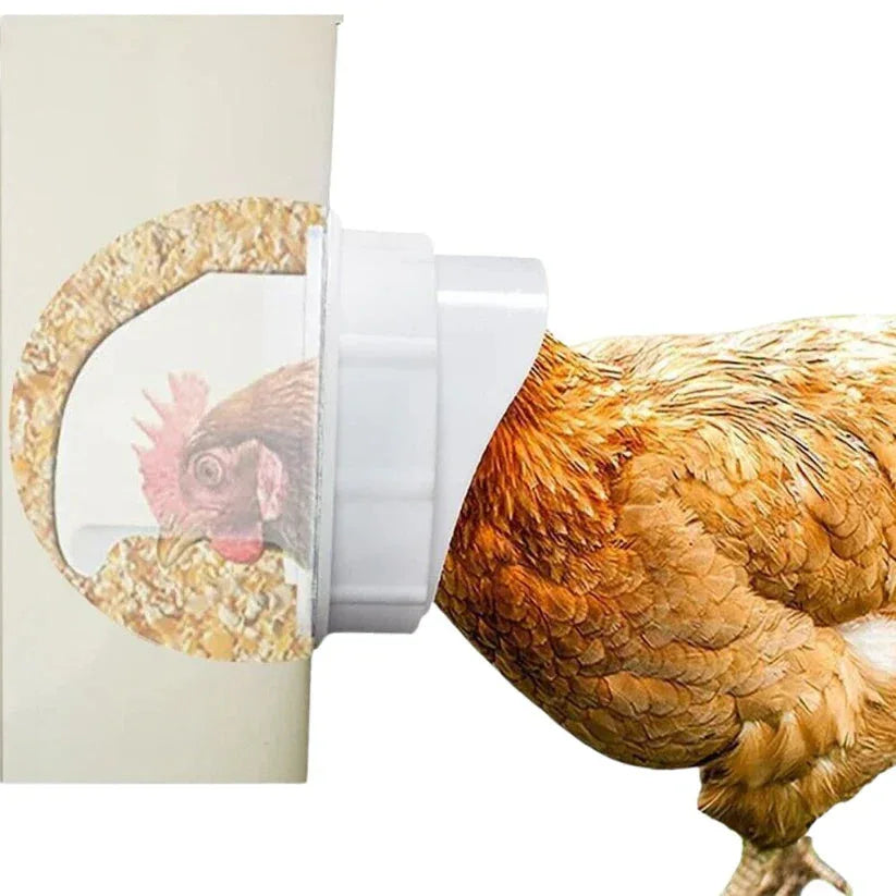 Chicken pecking at a plastic container with a printed image of another chicken on a white background

