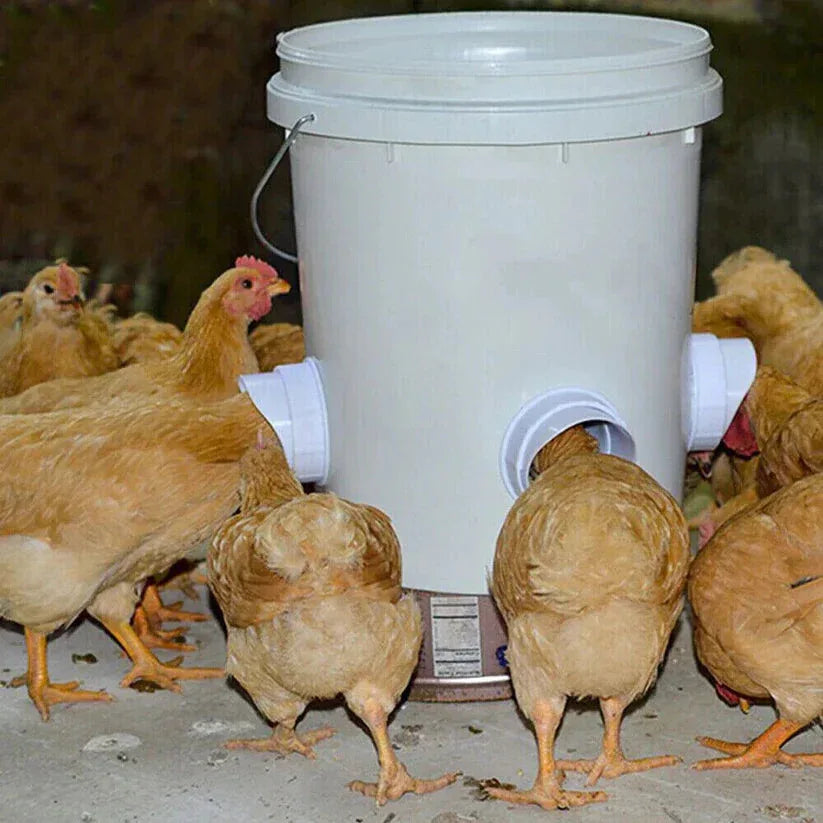 Hens pecking at a white bucket with a plastic cover on a concrete floor.

